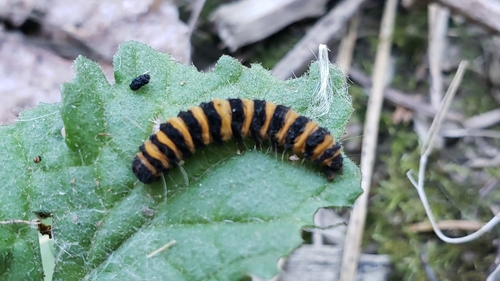 Cinnabar moth