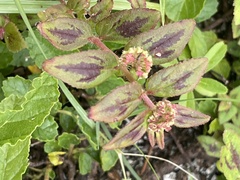 Euphorbia hirta image