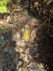 Sedum stenopetalum