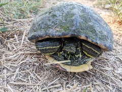 Trachemys scripta