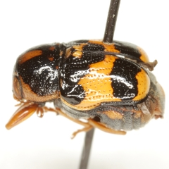 Griburius scutellaris