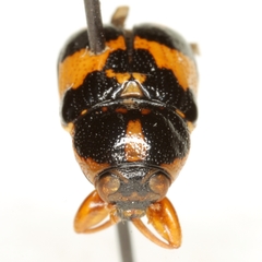 Griburius scutellaris