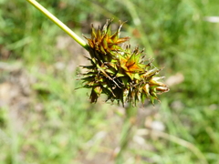 Carex pachystachya