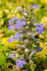 Ajuga reptans