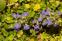 Ajuga reptans