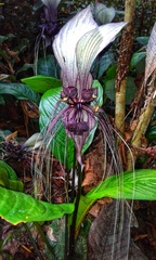 Tacca integrifolia