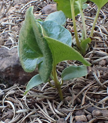 British Columbia Wild Ginger seedling