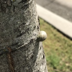 Cynipoidea
