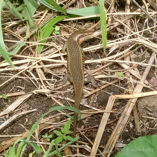 AFRICAN RED-SIDED SKINK, Trachylepis perrotetii