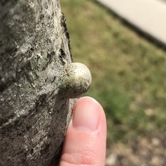 Cynipoidea