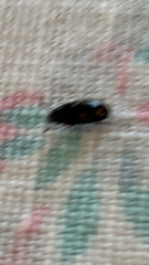 Glischrochilus quadrisignatus