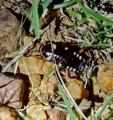 Neostylopyga ornata
