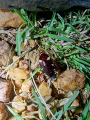 Neostylopyga ornata