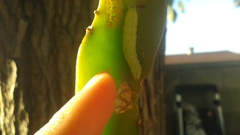 Plusiinae