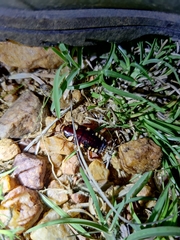 Neostylopyga ornata