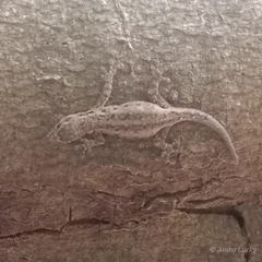 Lygodactylus gutturalis