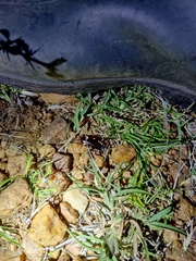 Neostylopyga ornata
