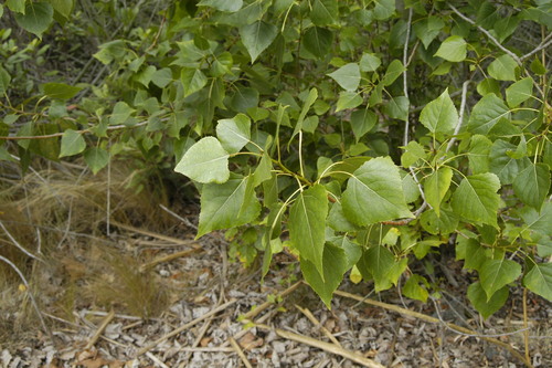 photo of Fremont's Cottonwood (Populus fremontii)