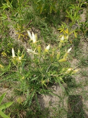 Mentzelia decapetala