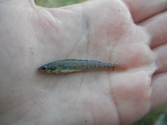 Etheostoma gracile