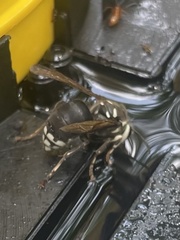 Dolichovespula maculata