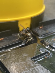 Dolichovespula maculata