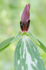 Trillium lancifolium