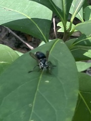 Dolichovespula maculata