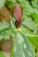 Trillium lancifolium
