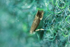 Aproaerema anthyllidella