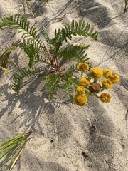 Tanacetum bipinnatum