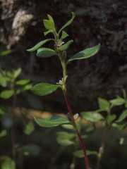 Polygonum minimum