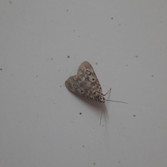 Sommeria marchalii