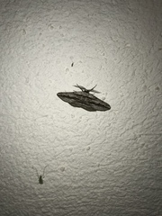 Ecleora solieraria
