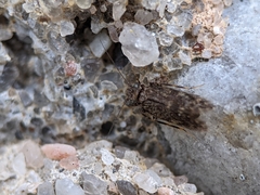 Lepidopsocidae