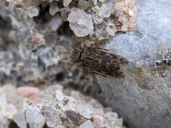 Lepidopsocidae