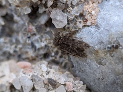 Lepidopsocidae
