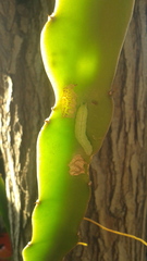 Plusiinae