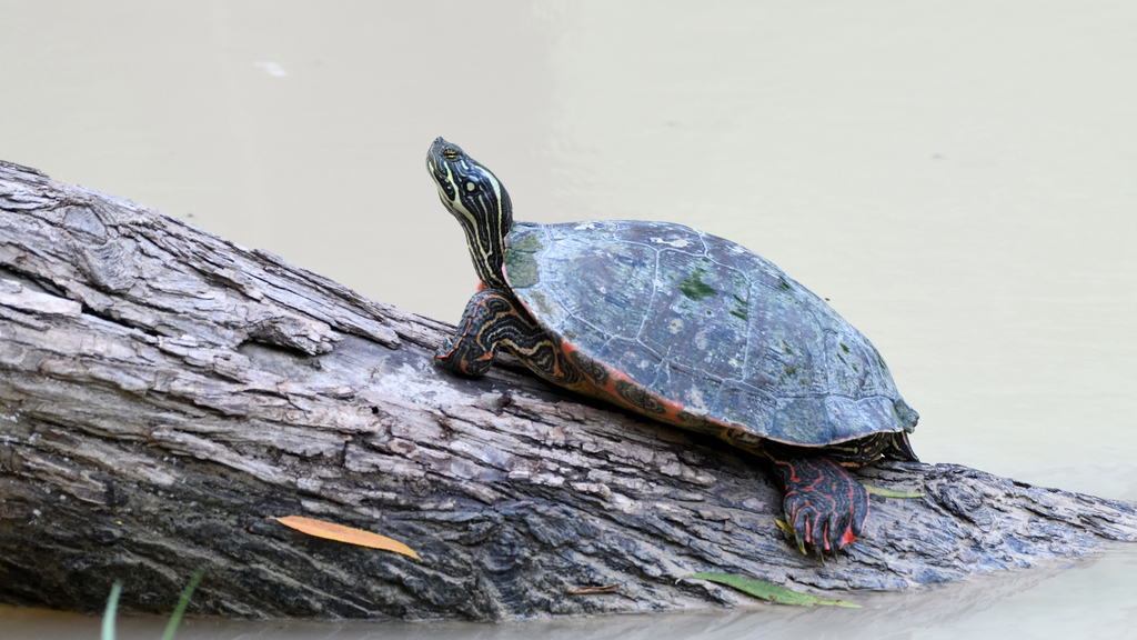 Rio Grande Cooter from Bustamante, N.L., México on July 07, 2021 at 05: ...