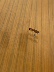Ptecticus testaceus