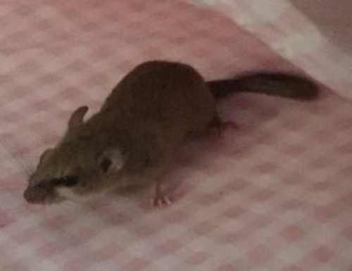 Hatt's Vesper Rat