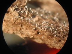 Physarum globuliferum