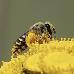Lasioglossum sisymbrii