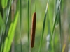 Narrow-leaved Cattail - Photo (c) Jeremy Collison, some rights reserved (CC BY-NC), uploaded by Jeremy Collison