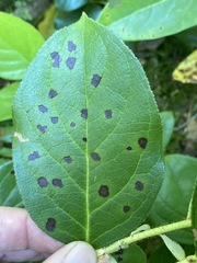 Mycosphaerella chimaphilae