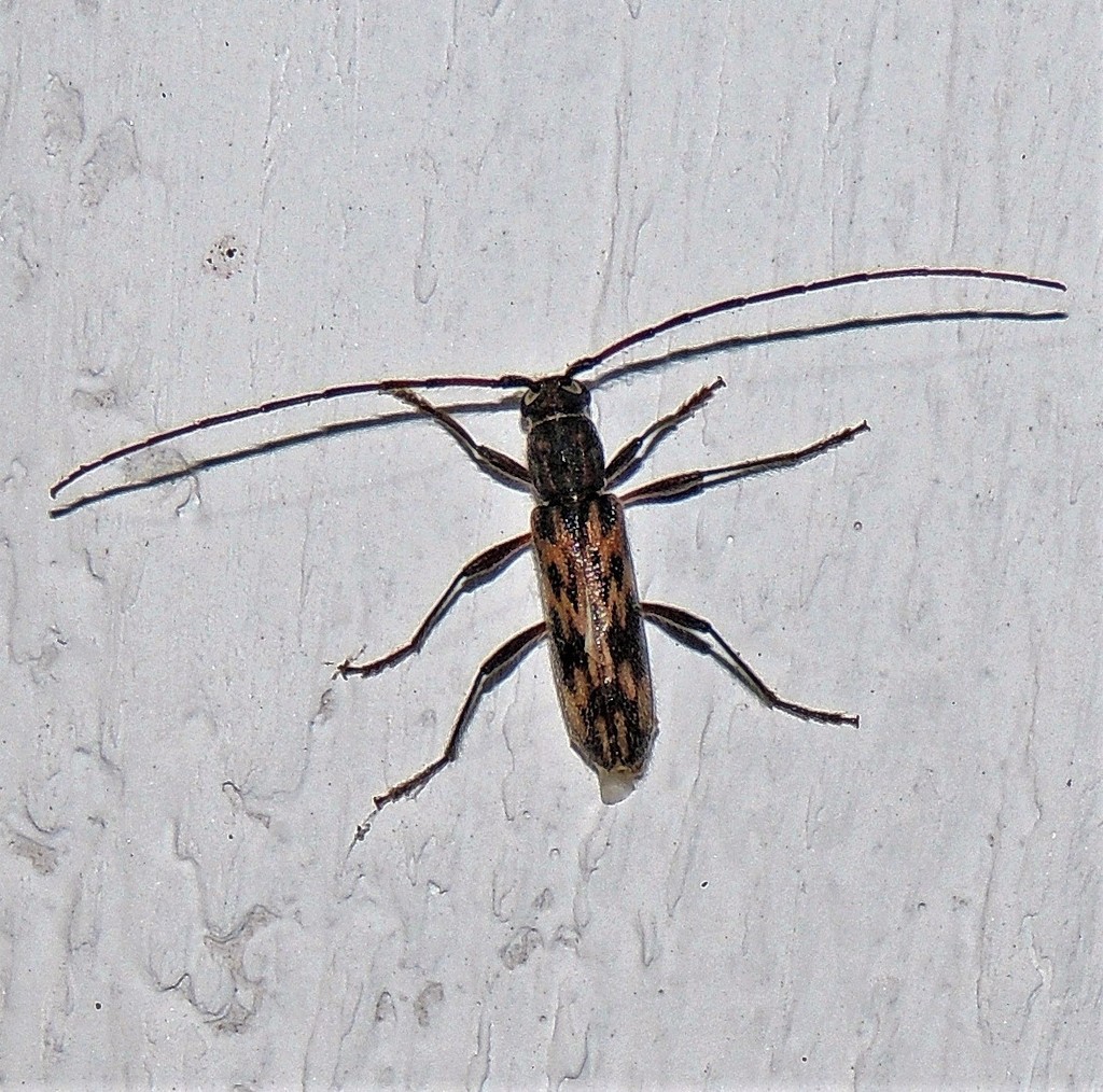 Achryson undulatum