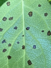 Mycosphaerella chimaphilae