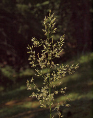 Agrostis pallens