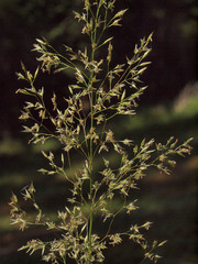 Agrostis pallens