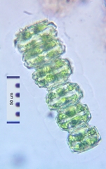 Desmidium grevillei